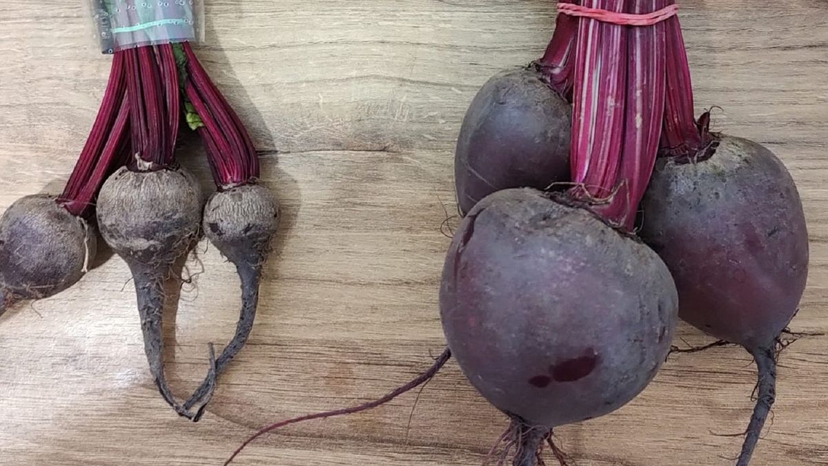 Która botwina wygląda na bardziej atrakcyjną? Wcale nie ta z dyskontu