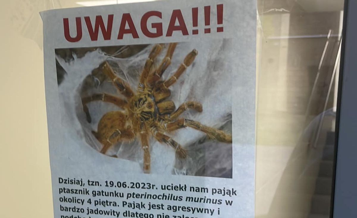 Ogłoszenie o zaginięciu pająka pojawiło się na jednej z klatek na Saskiej Kępie