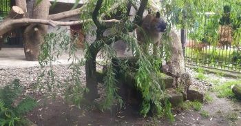 Zawiercie. Policja szuka osób mających kontakt z pumą