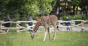 Śląskie: "Dzień Lasu" pełen atrakcji dla odwiedzających zoo