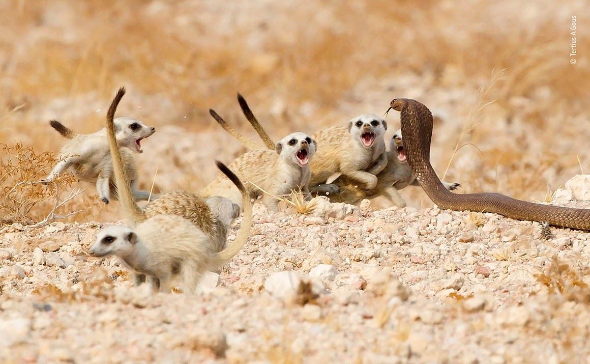 Wildlife Photographer of the Year 2018 - zobacz najlepsze zdjęcia z konkursu 9