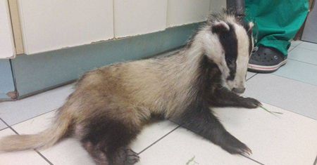 Eko patrol straży miejskiej uratował rannego borsuka