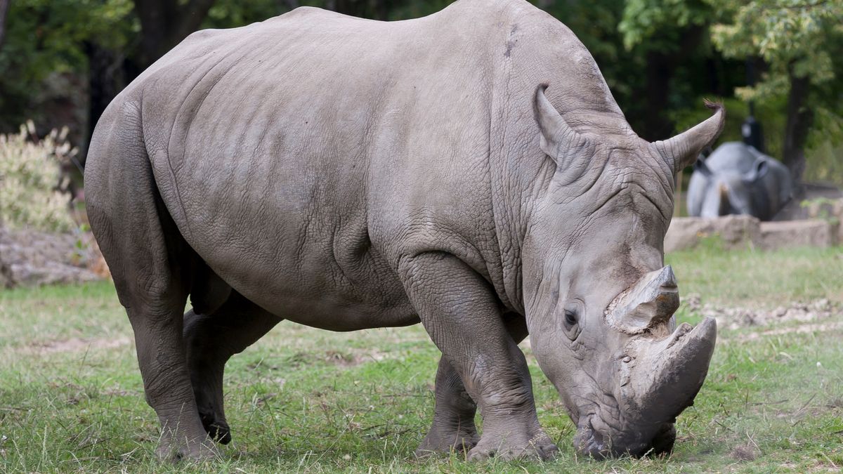 Szokujący pomysł na ratowanie nosorożców