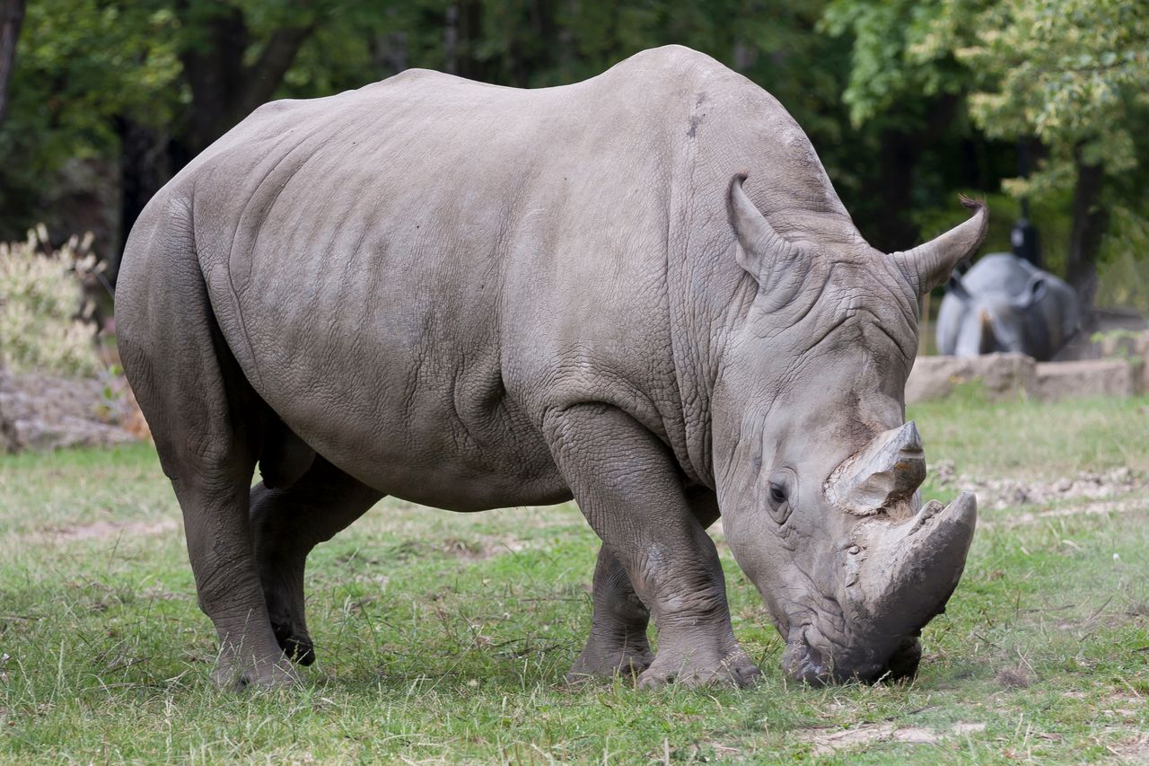 A shocking idea for saving rhinos