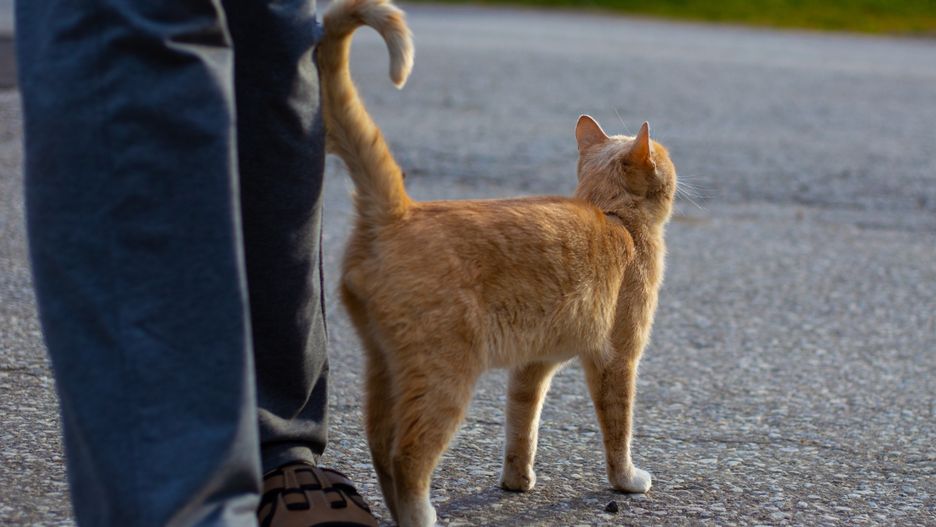 Co oznacza, gdy kot macha ogonem?