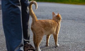 Kot macha ogonem? Nie robi tego bez powodu