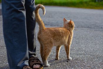 Kot macha ogonem? Nie robi tego bez powodu