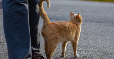 Kot macha ogonem? Nie robi tego bez powodu