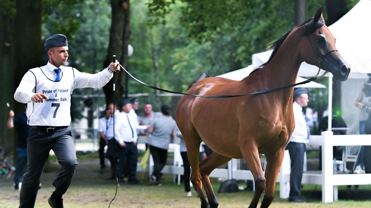  Aukcja koni "Pride of Poland" 