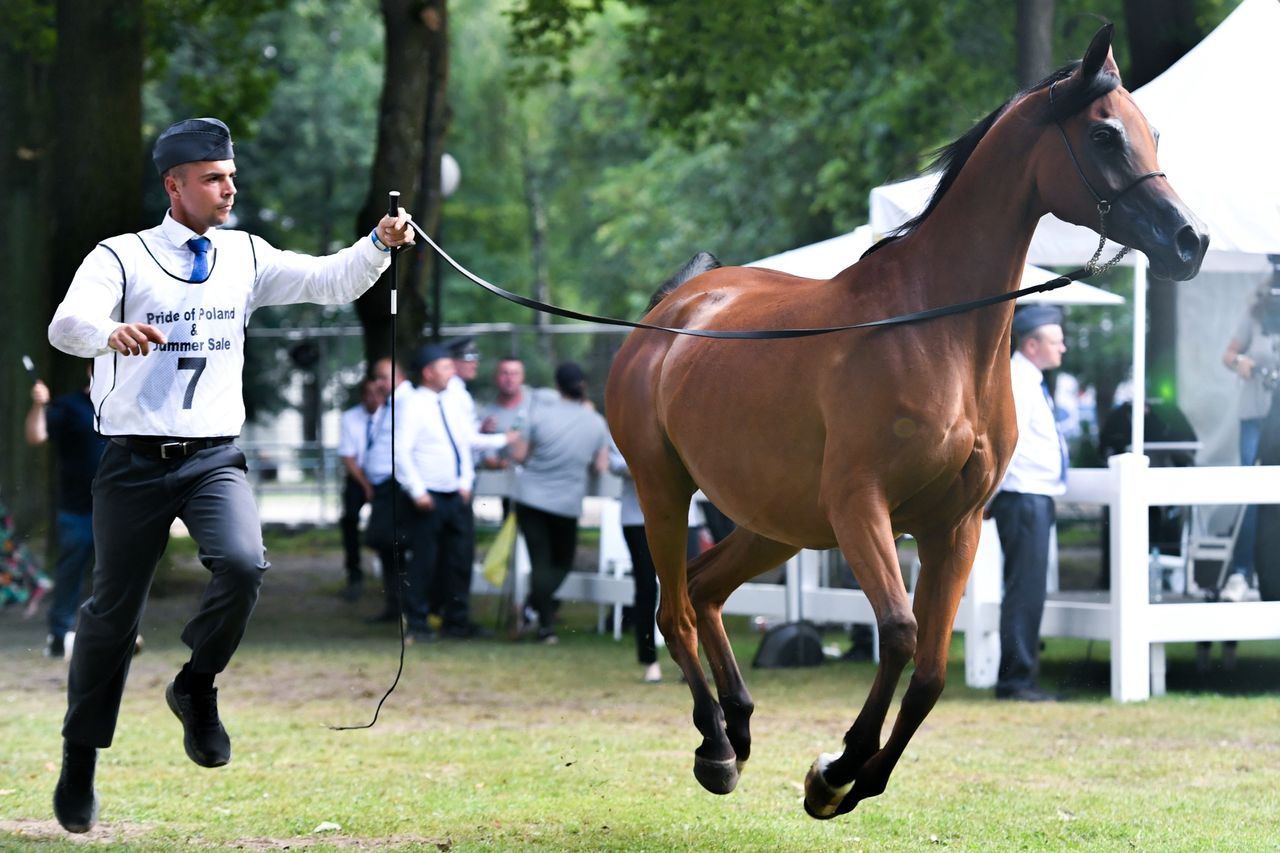 "Zdewastowana". Jest raport ws. najsłynniejszej polskiej stadniny