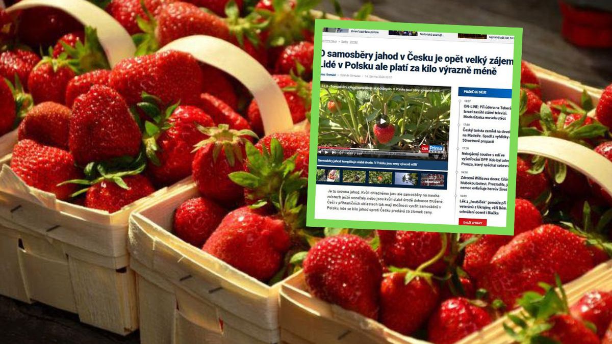 Czeski samozbiór w kryzysie, polskie truskawki w ofensywie