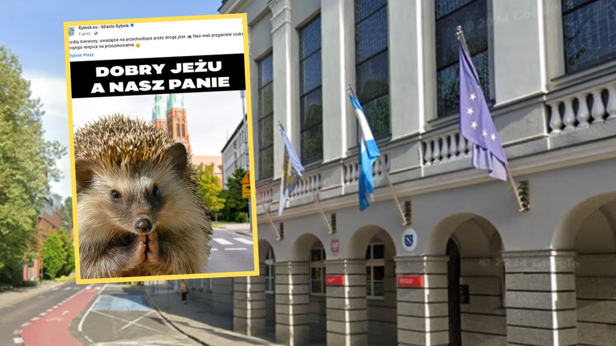 Mem z wizerunkiem jeża pojawił się na stronie urzędu miejskiego w Rybniku. W sieci od razu zawrzało 