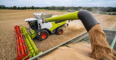 FAO tnie prognozy zbiorów. Upały i susza uderzają w kukurydzę