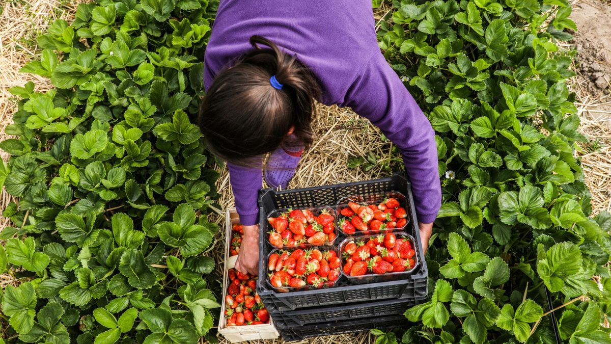 Niemieccy rolnicy kuszą Polki nie tylko zarobkami