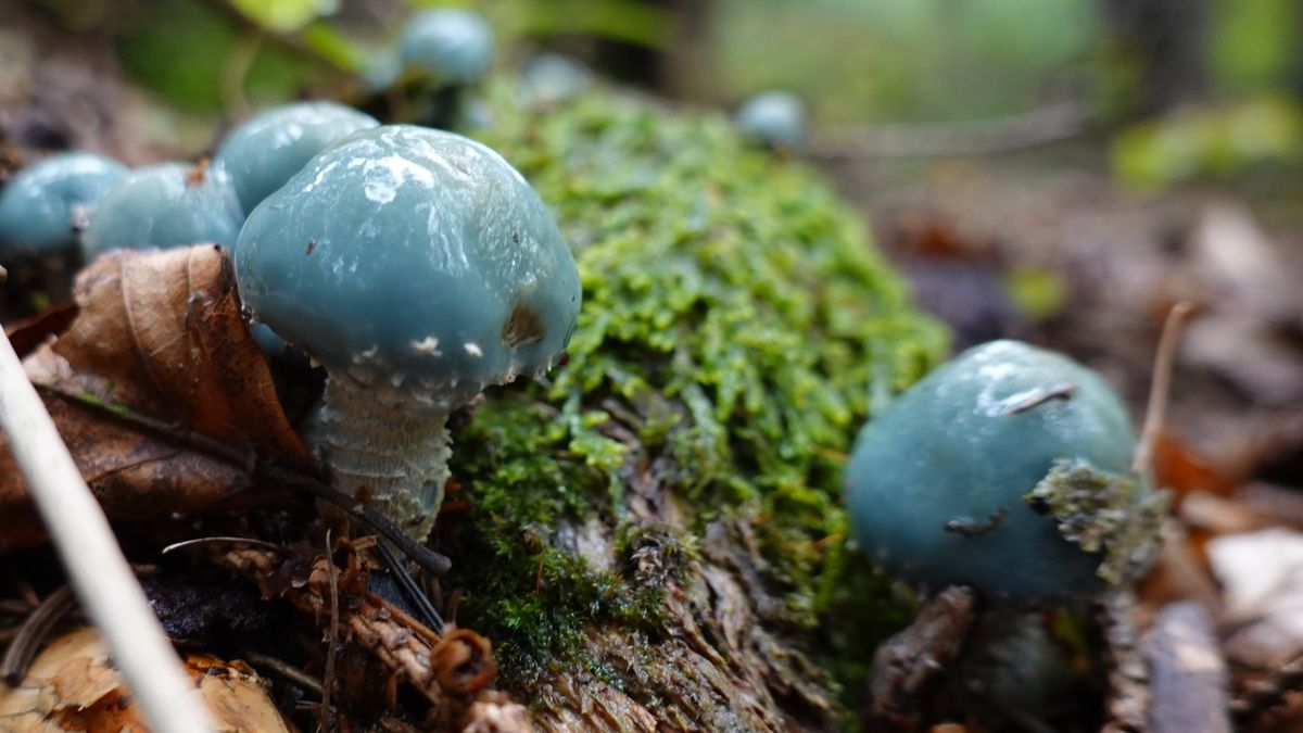 Pierścieniak grynszpanowy Stropharia aeruginosa można spotkać w polskich lasach.