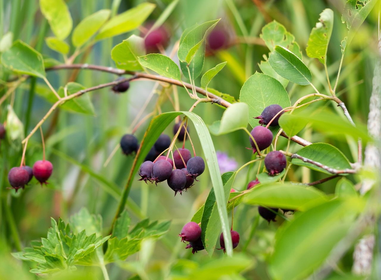 Felsenbirne: Die unterschätzte Vitaminbombe für Ihren Garten