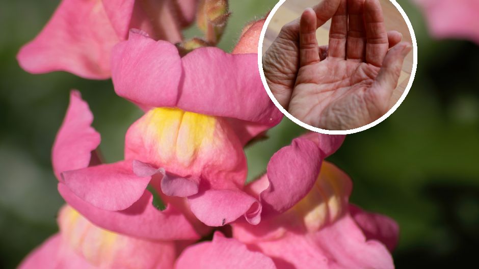 jakie właściwości ma lwia paszcza