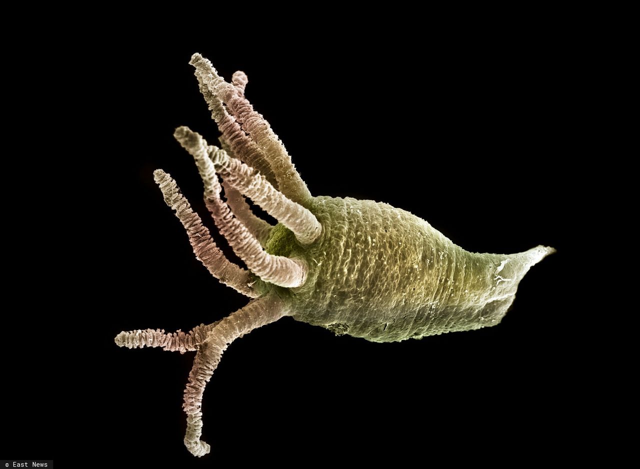 Hydra oligactis