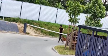 Pies pogryzł dziecko. Właścicielka sama zgłosiła się na policję