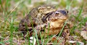 Mogą skończyć pod kołami samochodów. Wolontariusze pomagają