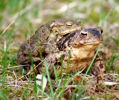 Mogą skończyć pod kołami samochodów. Wolontariusze pomagają