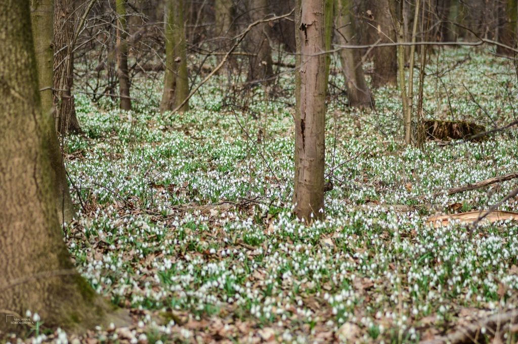 Przebiśniegi i śnieżyce wiosenne