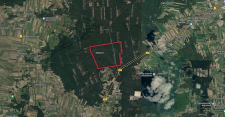 Wysypują grzyby przy leśnikach. "Największą karą jest utrata zdrowia"