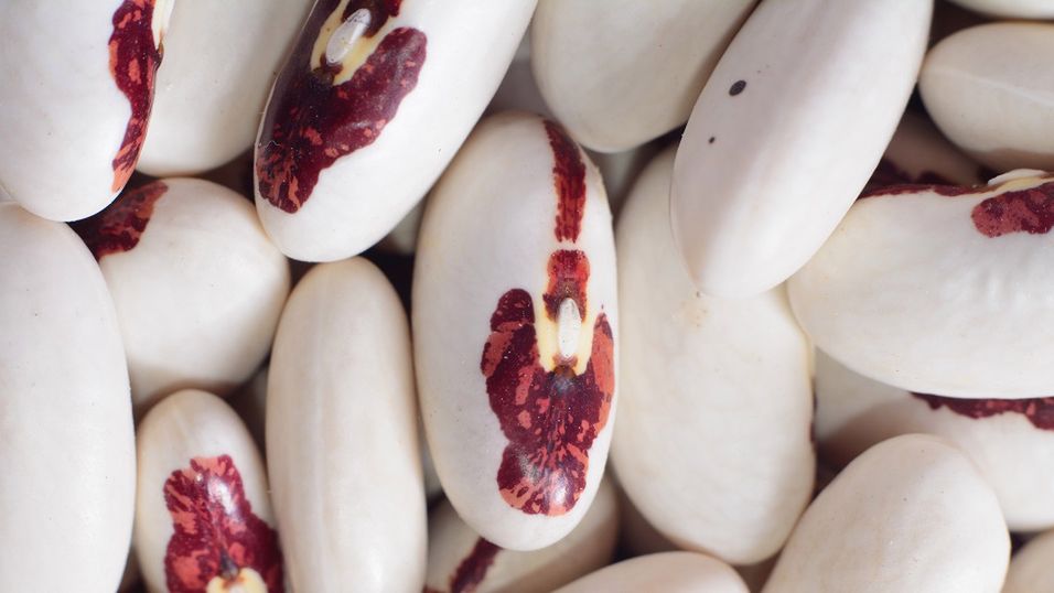 Kiedyś zakazana, a to samo zdrowie. Zasadź już teraz