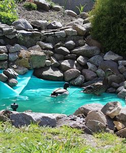 Mała retencja. Jak zdobyć rządowe dofinansowanie