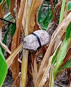 Rolnicy podnieśli alarm. Pułapki na polach kukurydzy