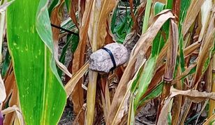 Rolnicy podnieśli alarm. Pułapki na polach kukurydzy