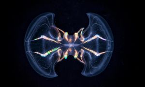 Mają zalążek mózgu. Te zwierzęta mają 550 mln lat