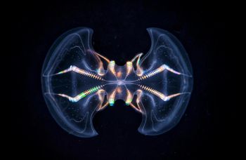 Mają zalążek mózgu. Te zwierzęta mają 550 mln lat
