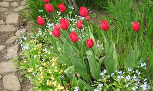 Marzec to ostatni moment. Co wysiać, by latem mieć pełne rabaty