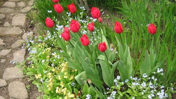 Marzec to ostatni moment. Co wysiać, by latem mieć pełne rabaty