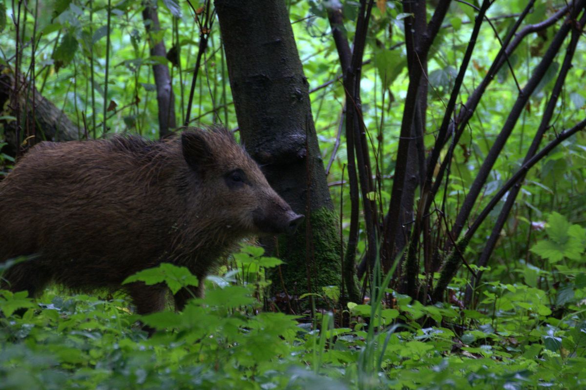 Dziki, kiedy poczują się zagrożone, potrafią zachowywać się nieprzewidywalnie