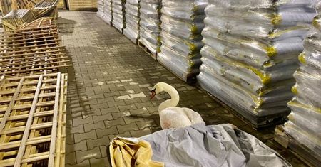 Jelenia Góra. Prezydent oburzony zachowaniem urzędników. Chodzi o sprawę rannego łabędzia