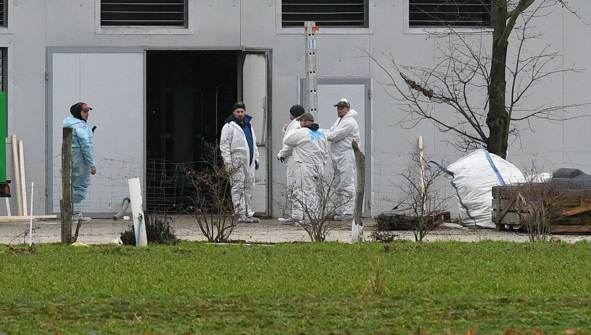 Lubelszczyzna: Cichy zabójca w kurnikach nowe ogniska