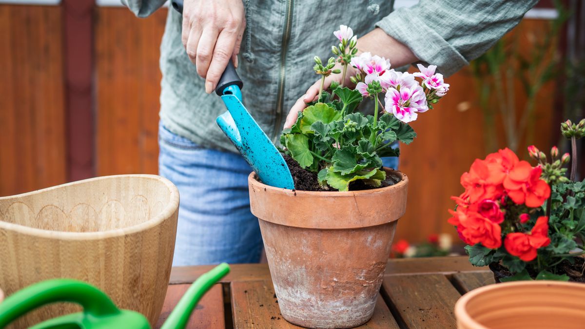 Magiczne właściwości geranium
