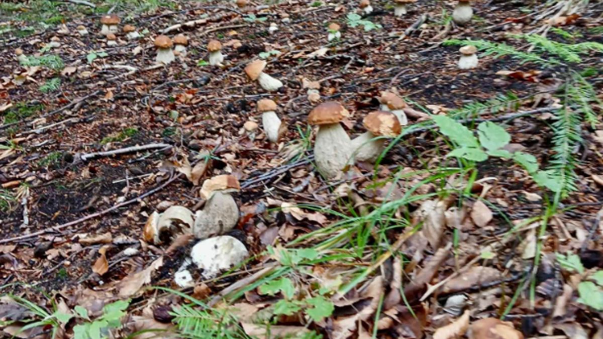 Leśnicy opublikowali zdjęcie grzybów z lasu.