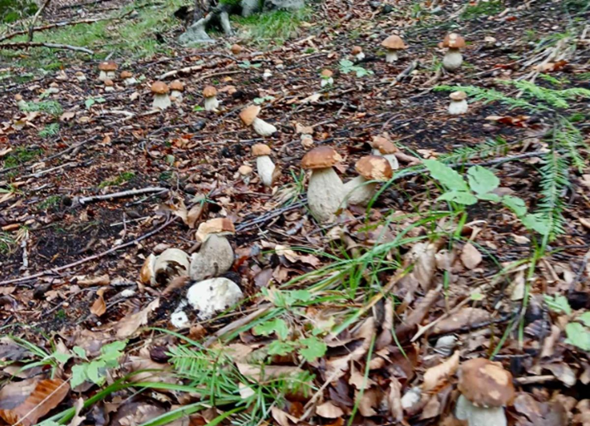 "Jedno wielkie grzybowisko". Leśnicy pokazali zdjęcia