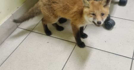 Lisek na komisariacie. Potrzebował pomocy