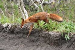 Wścieklizna na Mazowszu. Kolejne regiony zagrożone