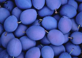 Właśnie trwa sezon. Wspierają prawidłowe krążenie, wzmacniają kości