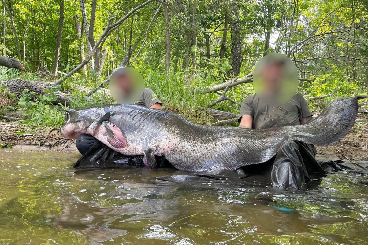 Gigantyczny sum złowiony w 2023 roku na północy Polski.