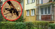 "Zmutowane szerszenie" są zmorą blokowisk. Tak je odstraszysz