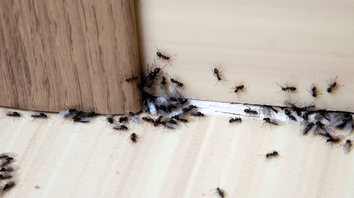 Ants can be a real problem. How do you get rid of them?