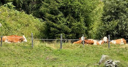 Niebezpieczne spotkanie w Alpach. Turyści zaatakowani