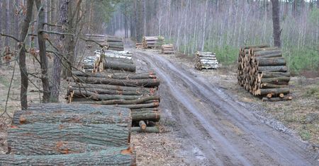 Finowie krytykują nowe unijne regulacje. Uderzą w branże drzewną