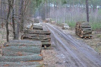Finowie krytykują nowe unijne regulacje. Uderzą w branże drzewną
